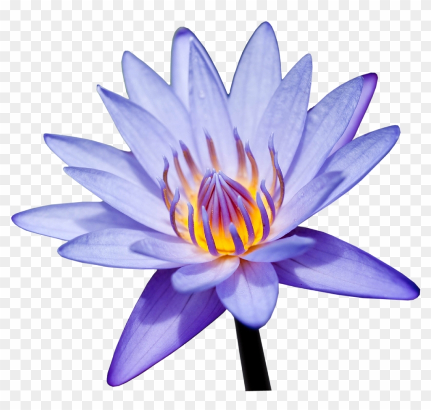 Photoshop Frames Wallpapers Designs - Sacred Lotus #574618
