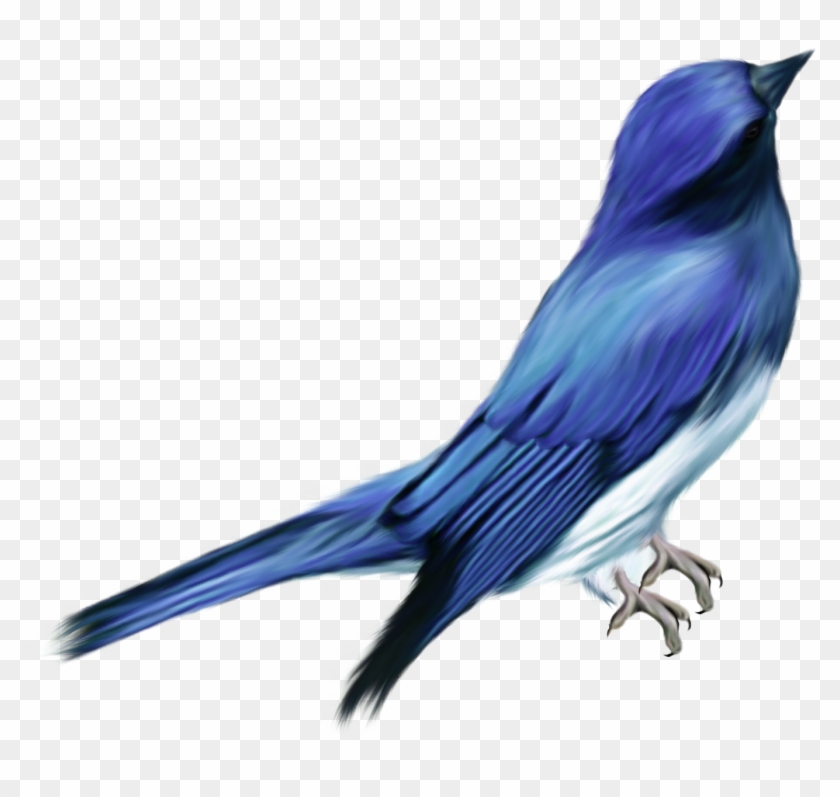 Png - Aves Png #574662