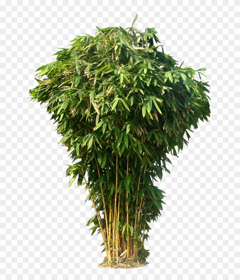 20 Free Tree Png Images - Bamboo Tree Png #575177