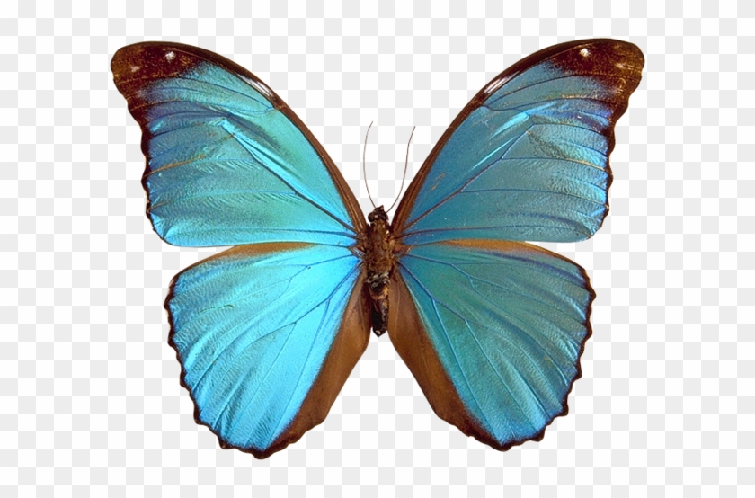 Blue Butterfly Png Image - Great Is He #576849
