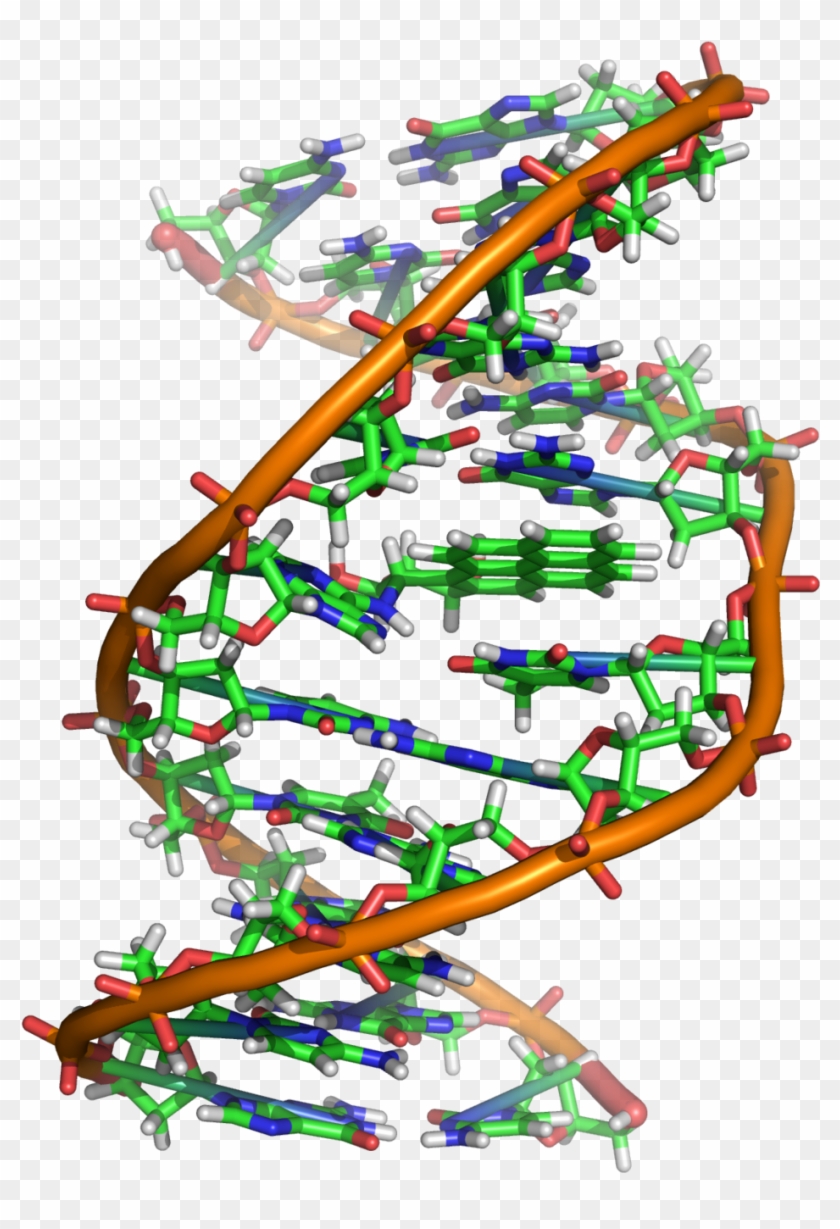 Benzopyrene Dna Adduct 1jdg - Benzopyrene Dna Adduct 1jdg #577530