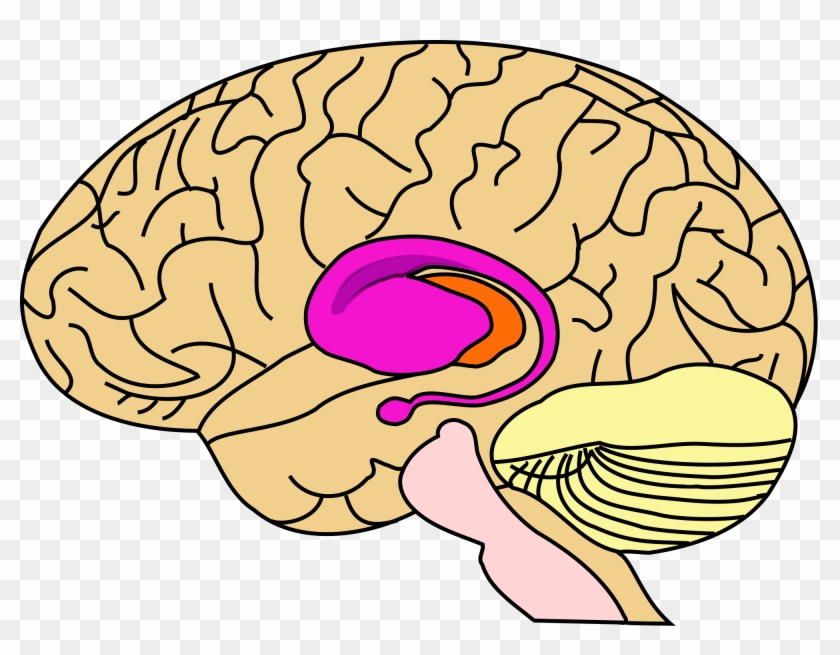 Executive Functioning Is A Relatively Common Term Used - Basal Ganglia Unlabeled #577804