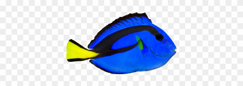 Regal Blue Tang - Blue Tang Fish Transparent #578983