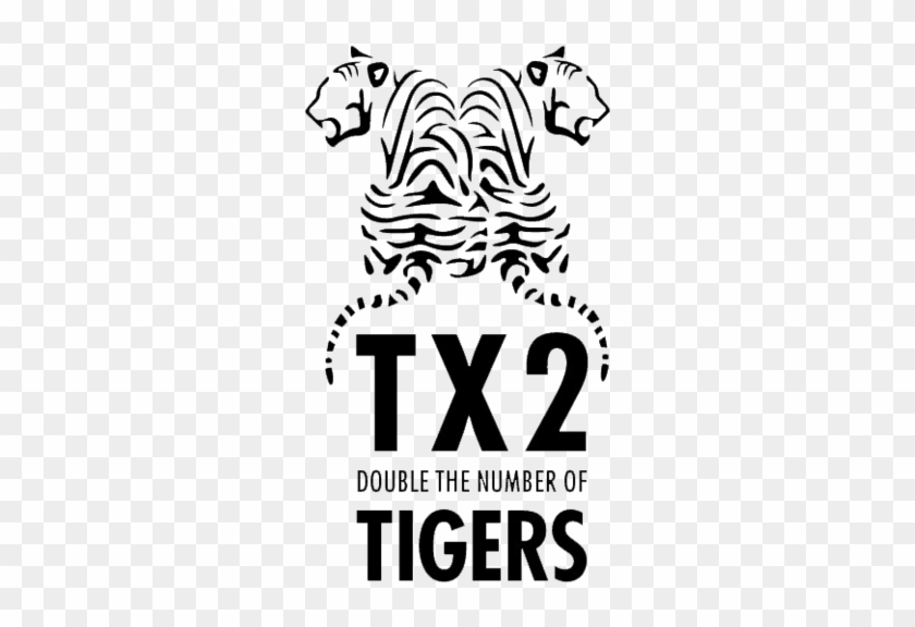 Siberian Tigers Are The Largest Members Of The Felid - Double The Number Of Tigers #579901