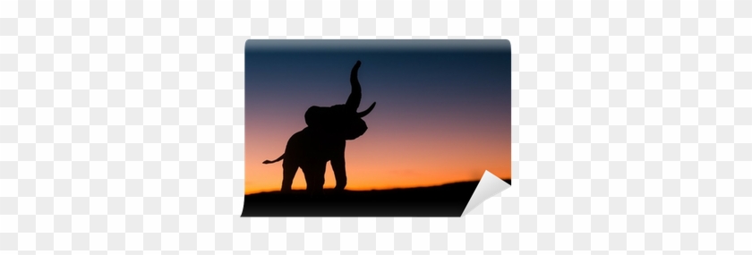 African Elephant #581213