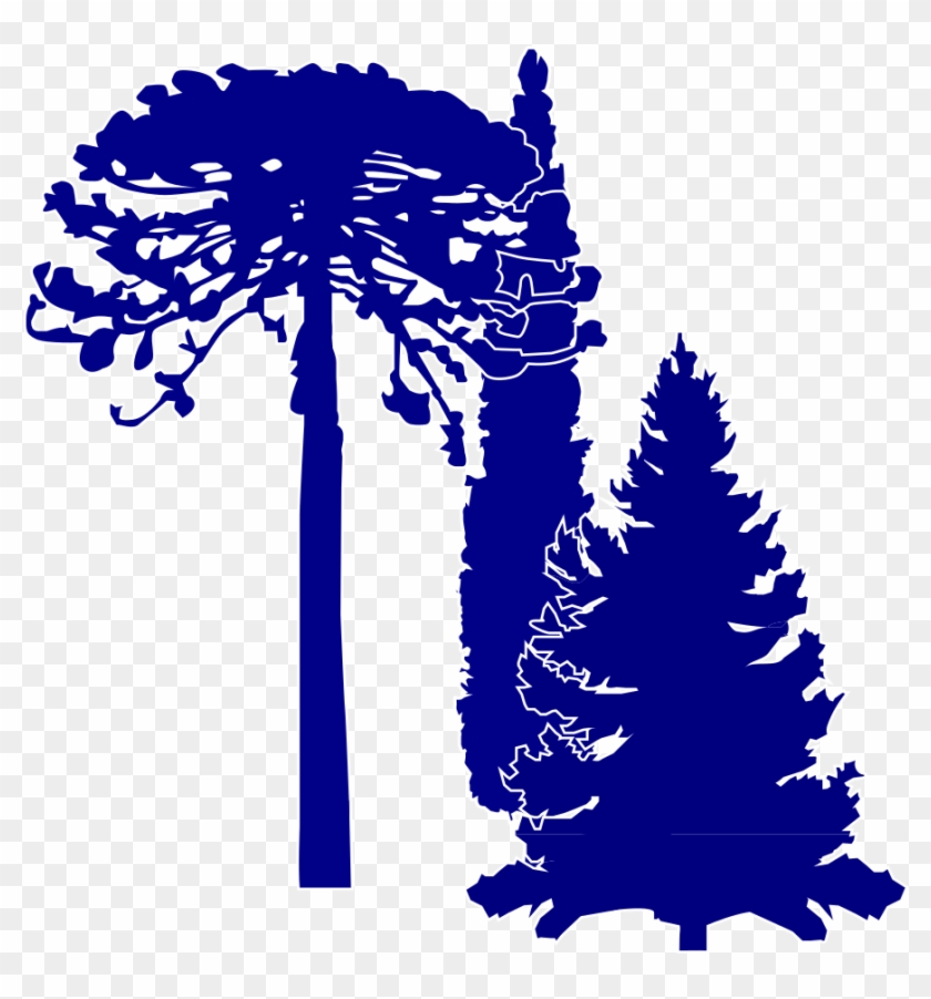File - Coniferales Vector - Svg - Illustration #584081