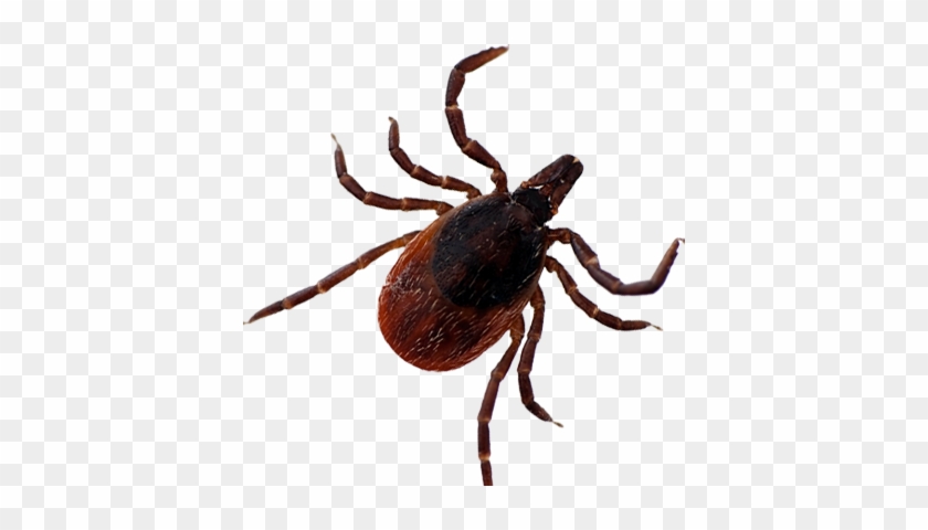 Tick Insect Png - Tick Insect Png #585098