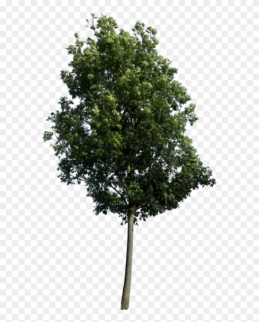 Free Icons Png - Tree Png #585617