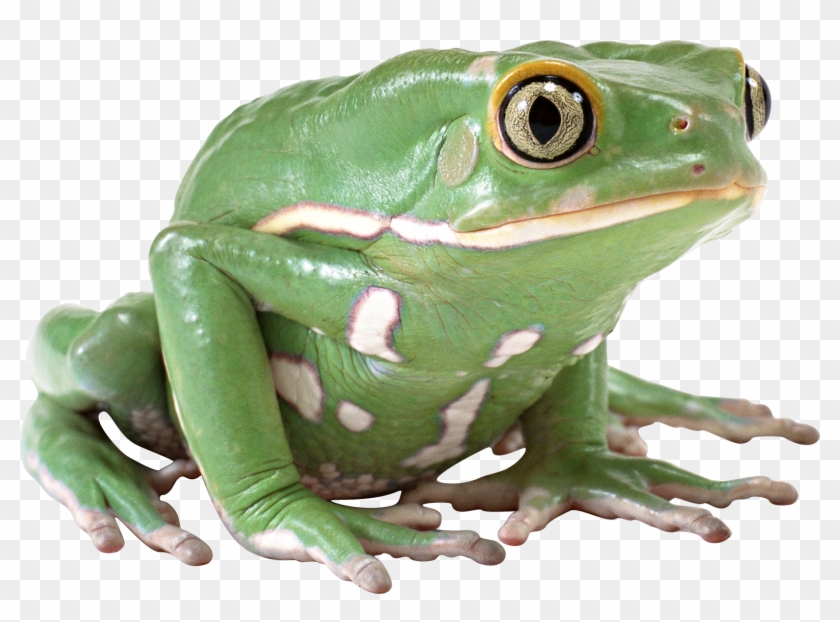   Frog Clipart Png #585977