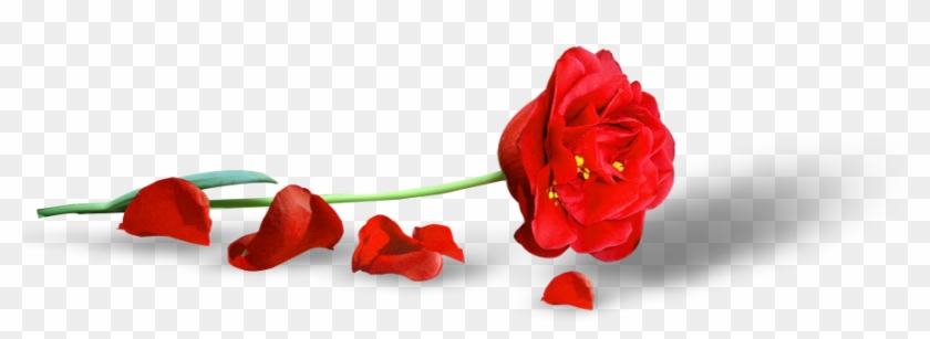 Poppy Png Clipart Picture - Voce Merece Muito Carinho #586433
