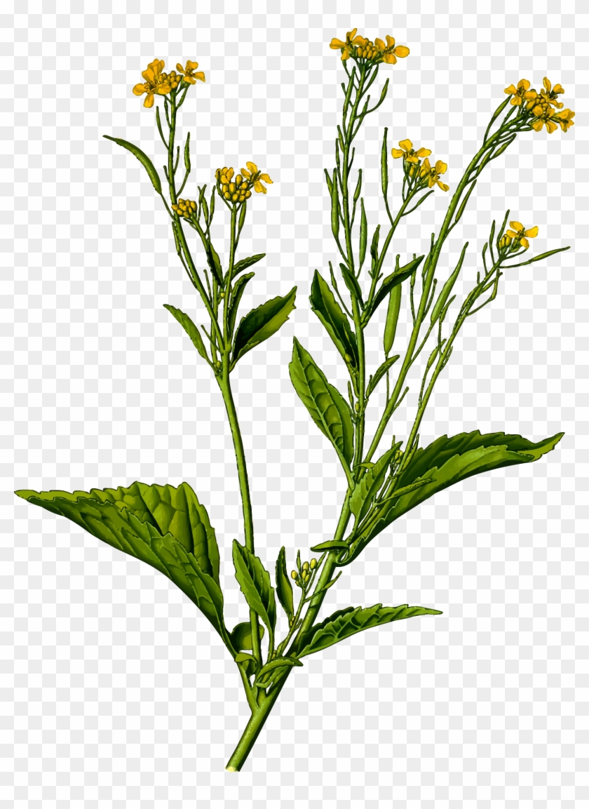 Clipart - Brassica Juncea #587088