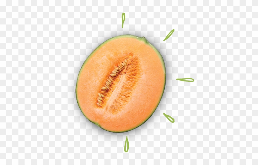 Cantaloupe Illustrations And Clipart - Muskmelon #587256