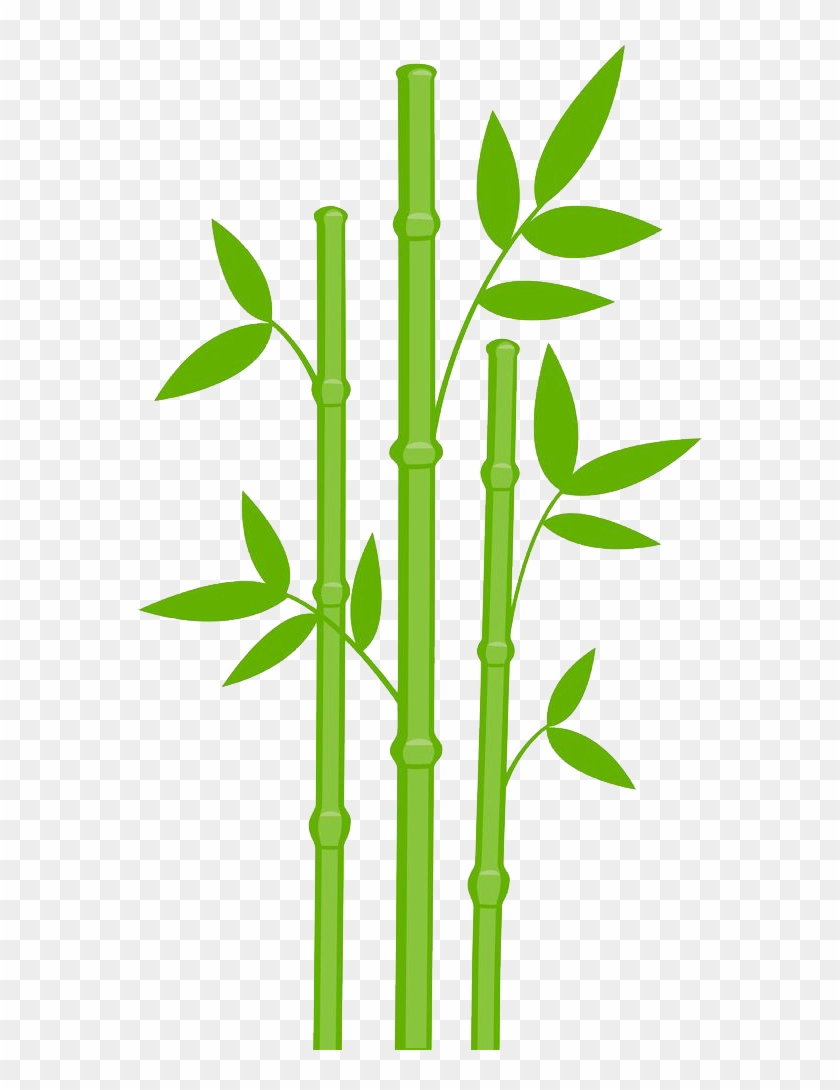 Bamboo Transparent #588141