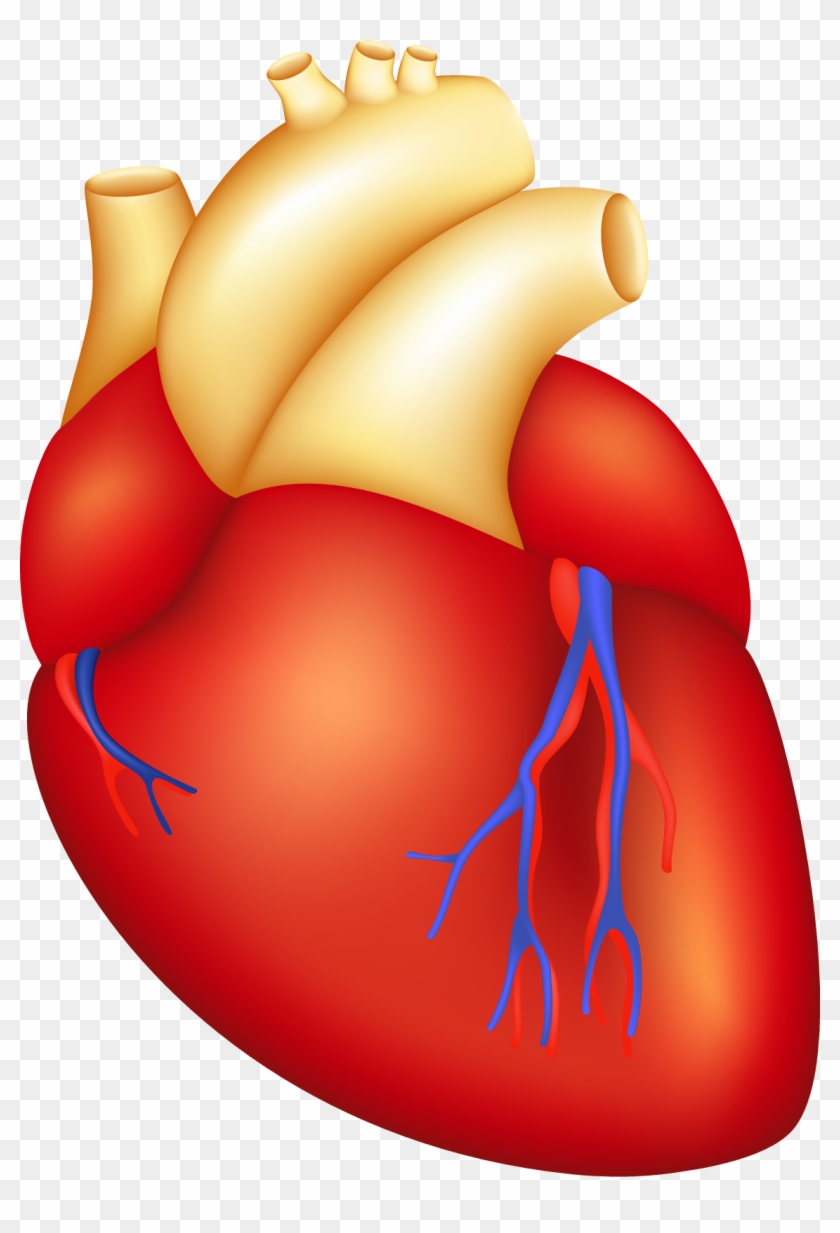 Cardiac Surgery - Cartoon Human Heart #105022