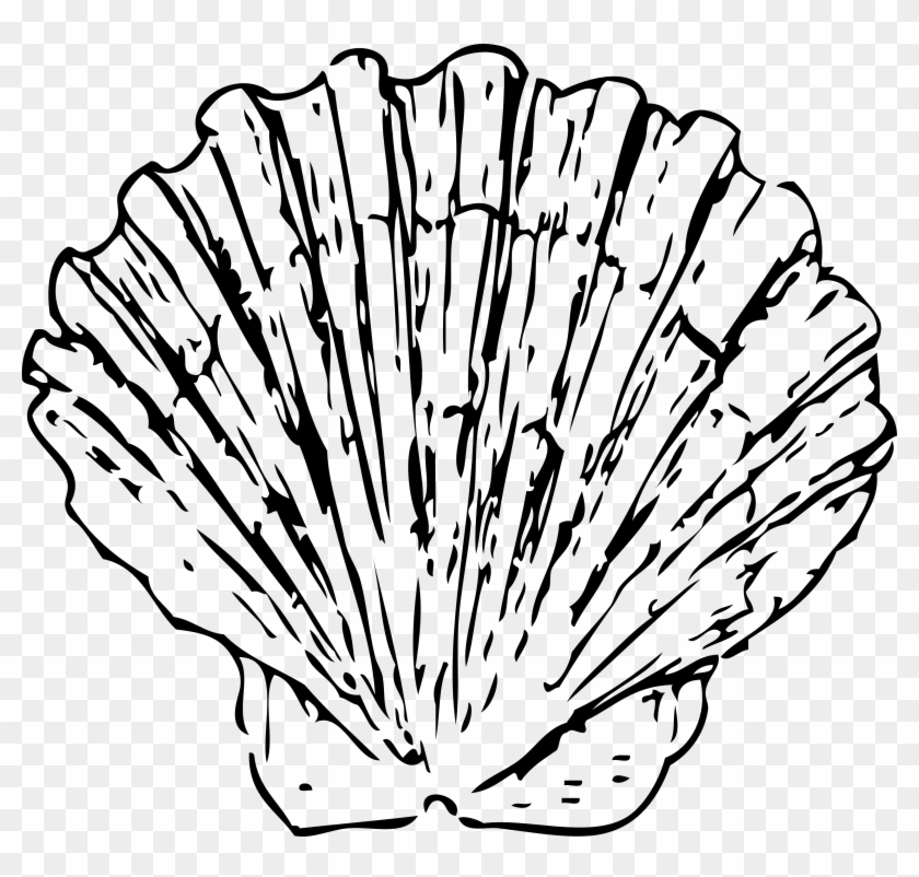 Shell Clipart Conk - Black And White Shell #107864