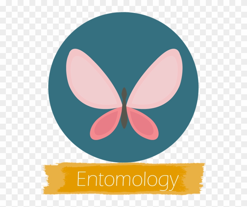 Cafs Undergraduate Majors - Butterfly #590714