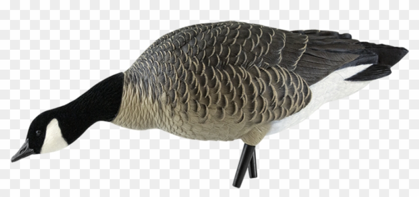 Axp Outfitter Lesser Goose Decoy Pack - Avian-x Axp Lesser Canada Goose Feeder Decoys W/ Bag #598813