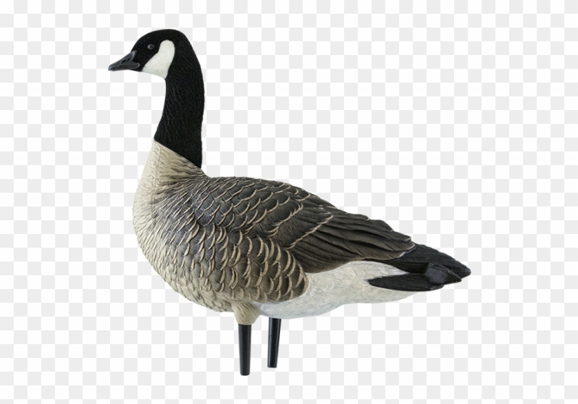 Axf Outfitter Lesser Goose Decoys - Avian-x Axp Outfitter Lesser 12 Pack #599073