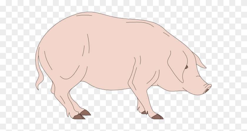 Standing Pig Clip Art - Pig Head Cartoon Side View #599186