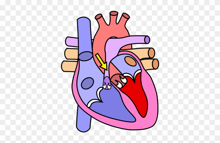 Quitting Smoking Markedly Reduces This Risk - Cardiovascular System Gcse Pe #605566