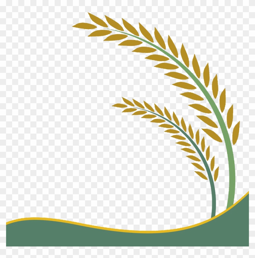 Paddy Field Oryza Sativa Rice Crop Clip Art - Rice Vector #607067