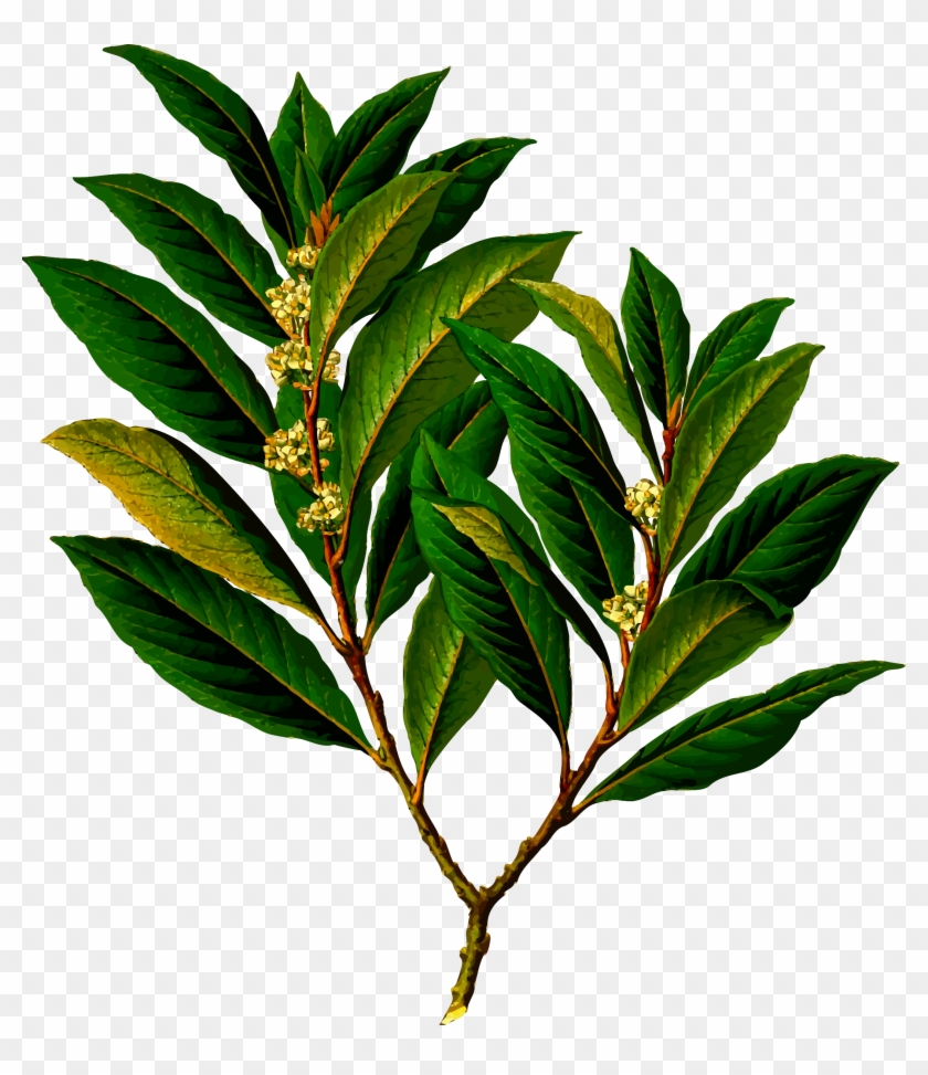 Big Image - Bay Laurel #613898