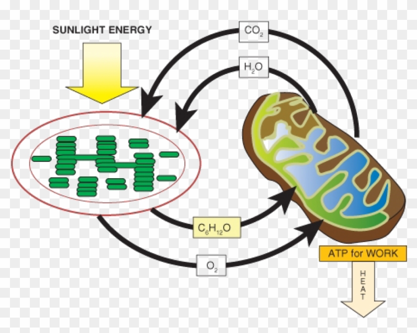 Diagram That Represents Interdependence Of Photosynthesis #613952