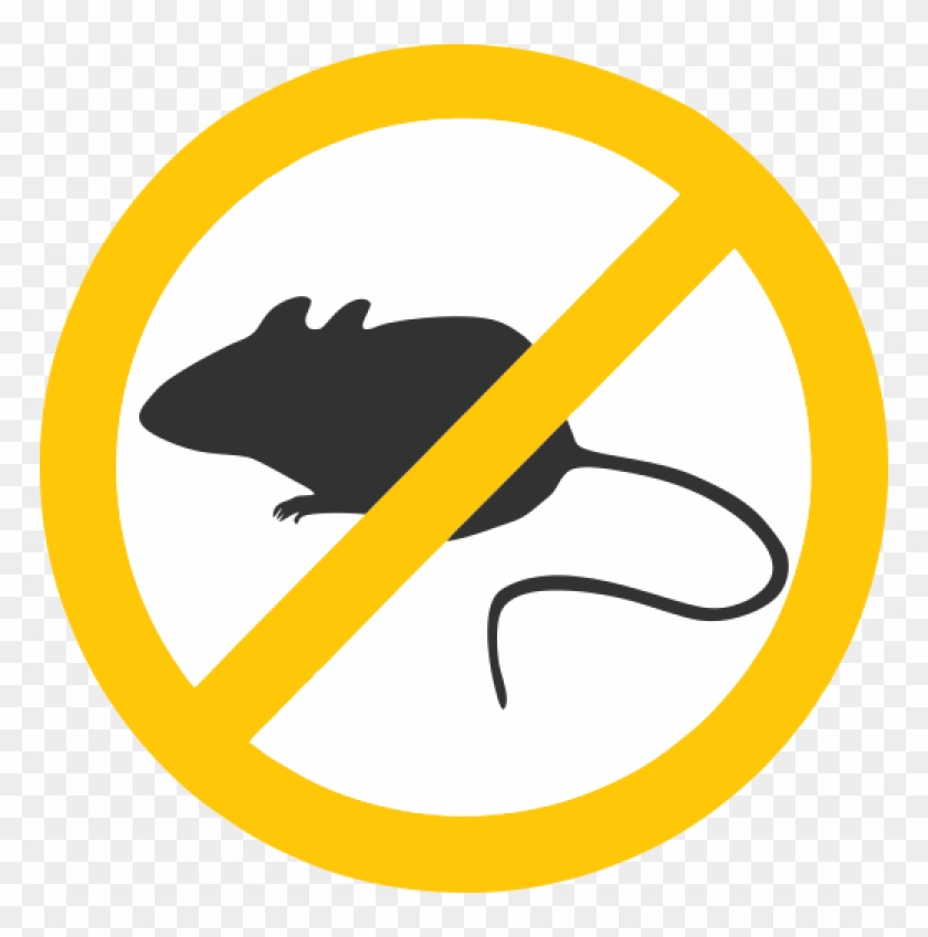 The Urban Rat Project - Rat #615341