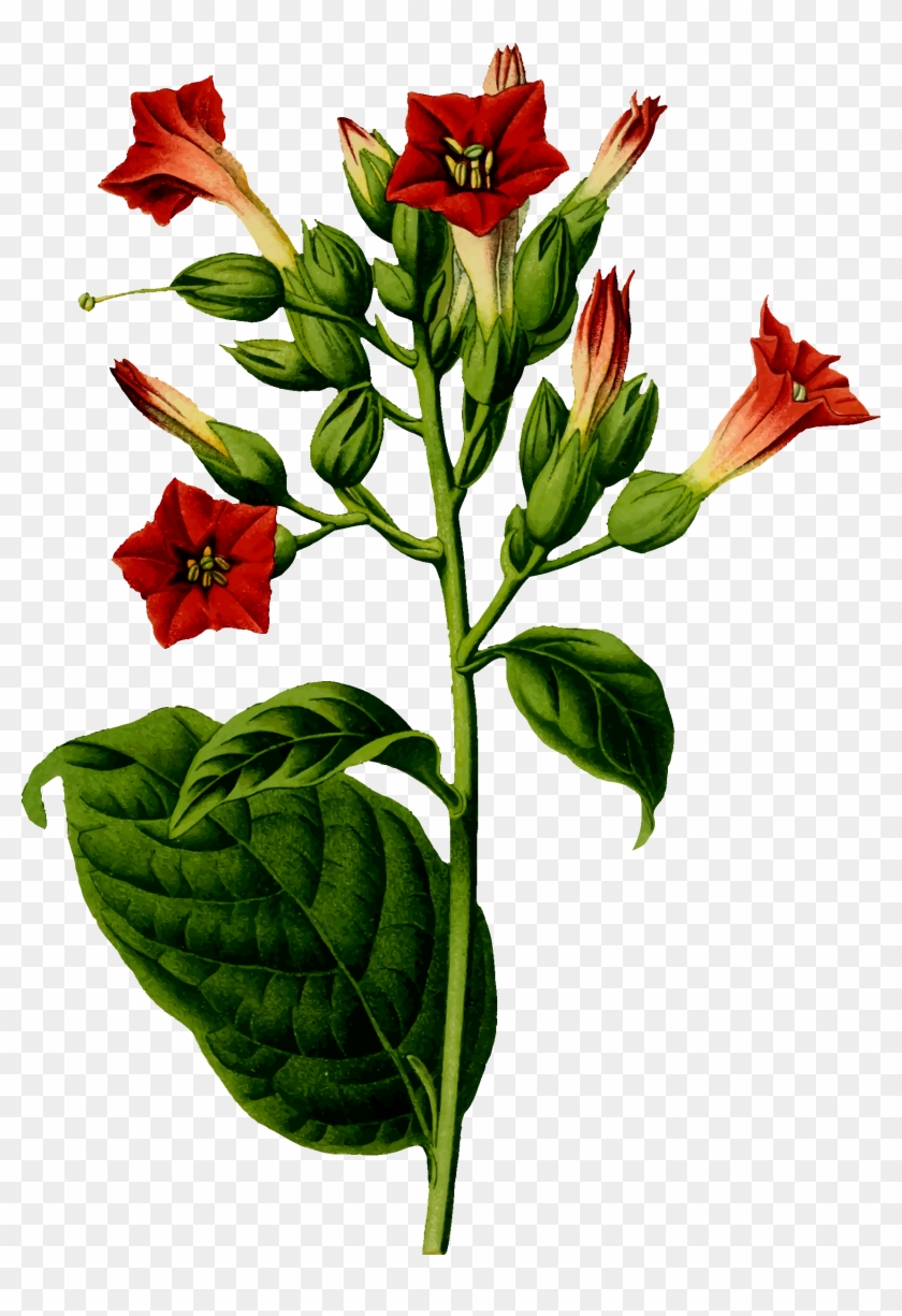 Big Image - Tobacco Plant #615794