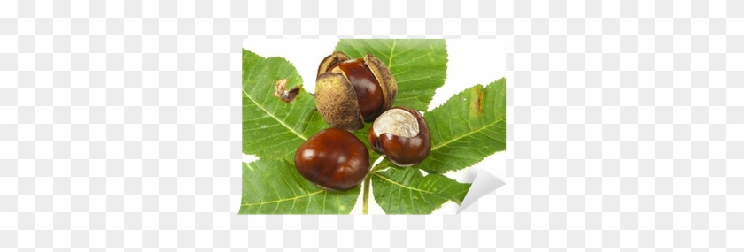 Some Horse Chestnuts On Green Chestnut Leaves Wall - Chestnut #619820