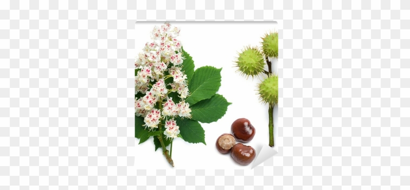 Horse-chestnut Flowers, Leaf And Seeds Wall Mural • - Horse Chestnut Tree Flower #619824
