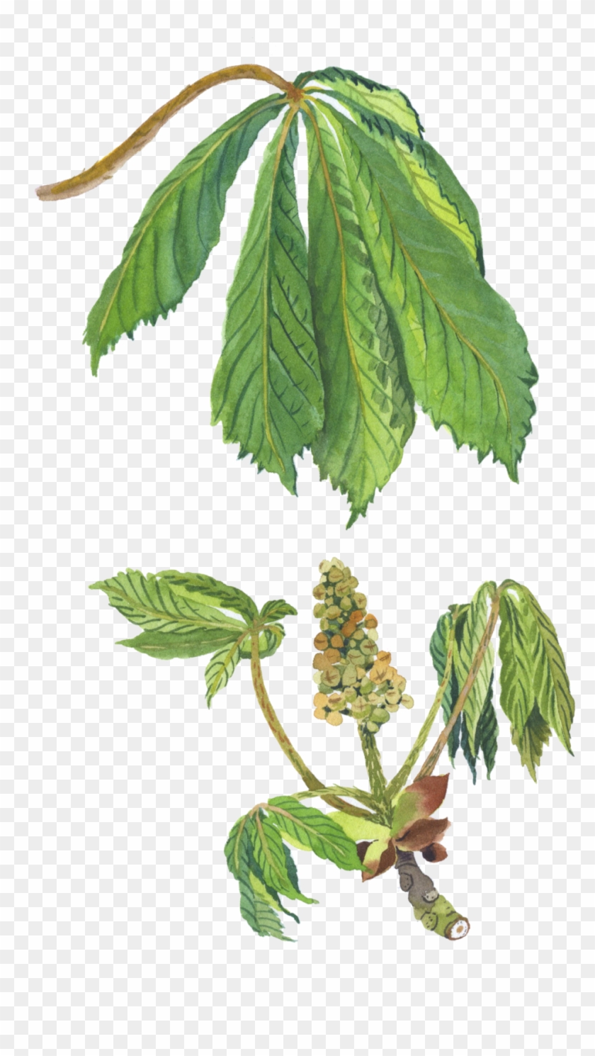 Horse Chestnut2 - Horse Chestnut2 #619842