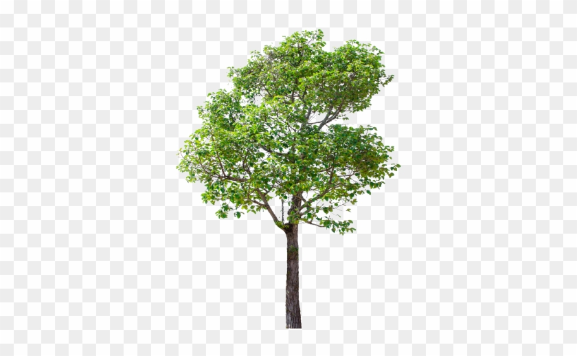 To A Number Of Prevalent, And In Some Cases Incurable, - Tree Png #619846