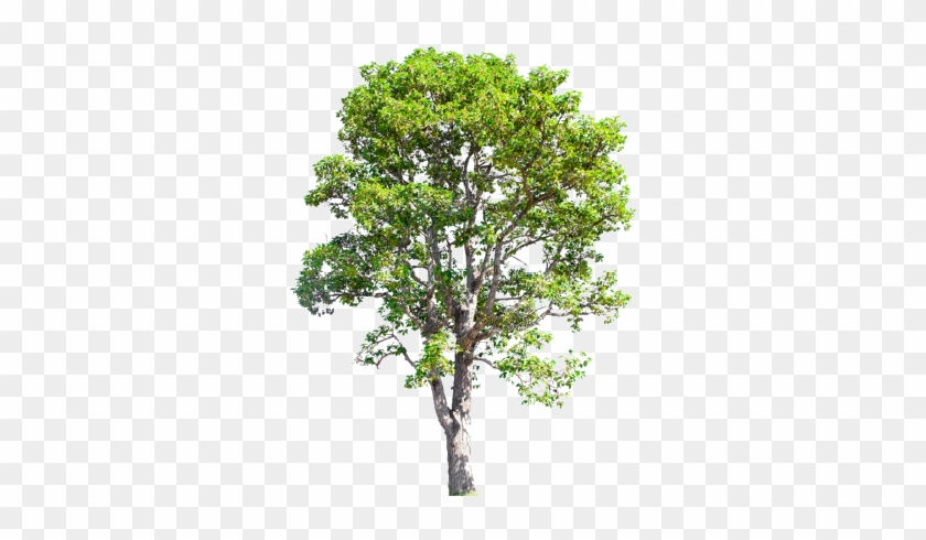 To A Number Of Prevalent, And In Some Cases Incurable, - Maple Tree In Drawing #619851