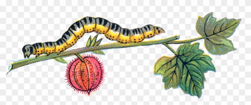 Caterpillar - Caterpillar #619908