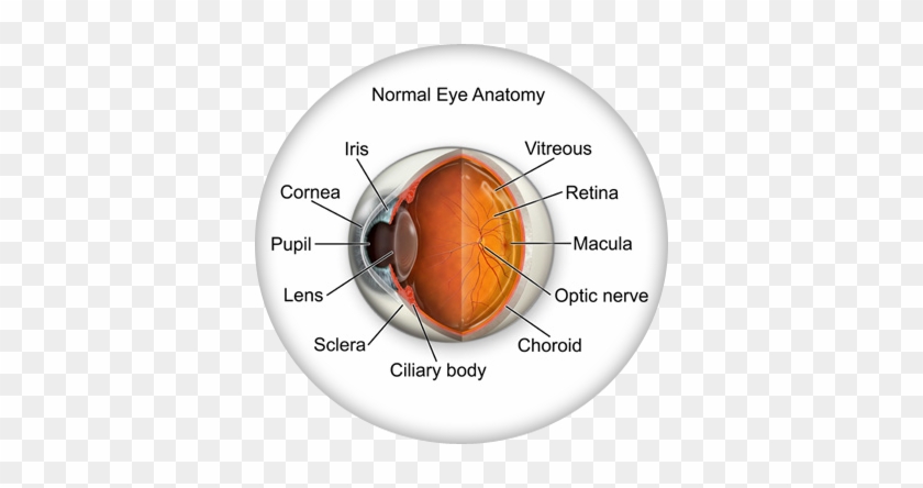 Anatomy Of Eye Exam - Cataracts Of The Eye #619929
