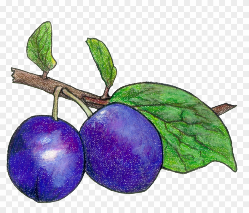 Honeyberry Fruit - Fruit #623100