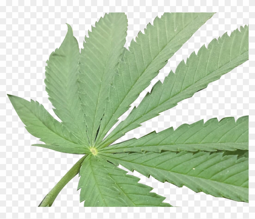 Cannabis Hemp Arnold Cannabidiol - Cannabis Hemp Arnold Cannabidiol #623762
