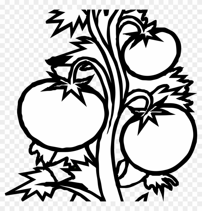 Plant Clipart Black And White Tomato Plant Black White - Tomato Plant Clip Art #625062