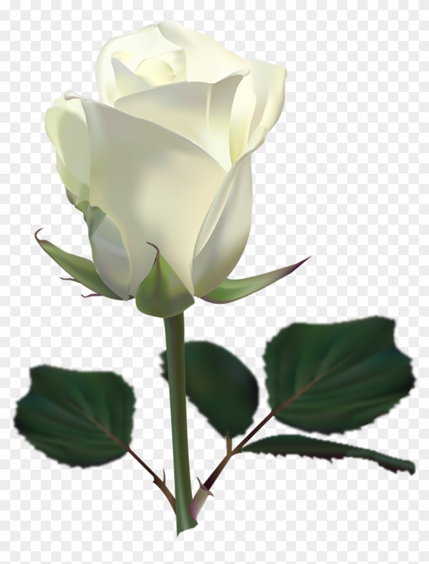   White And Red Roses #625121