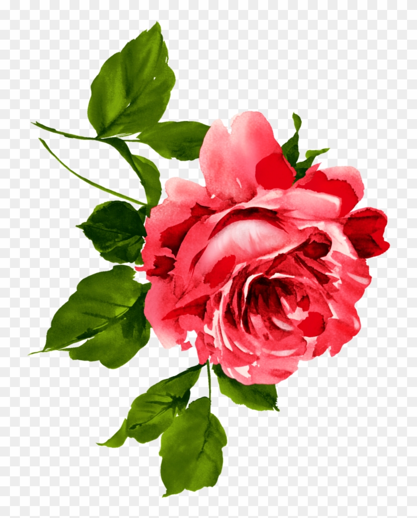 China Flower Floral Emblem Rosa Chinensis Watercolor - China Flower Floral Emblem Rosa Chinensis Watercolor #625770