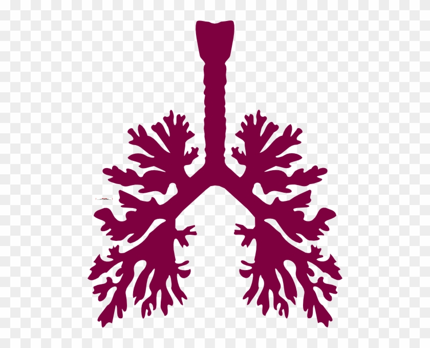 Human Lungs Vector Png #625934