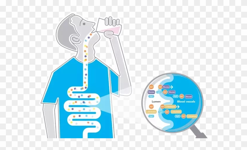 It Is Passed On To The Small Intestines Where Almost - Does Water Go Through Your Body #626300
