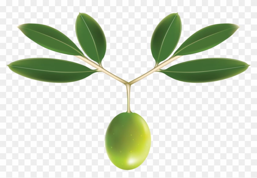 Olives Background Png Image - Olive Png #626560