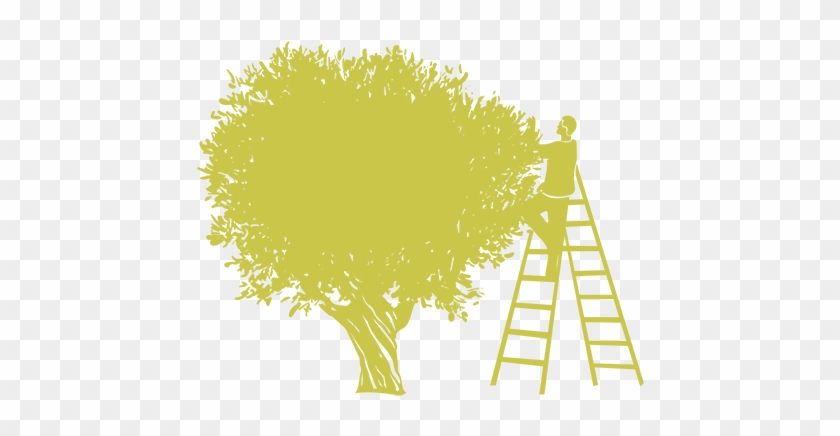 Olive Oil Clipart Tree - Olive Oil #626619
