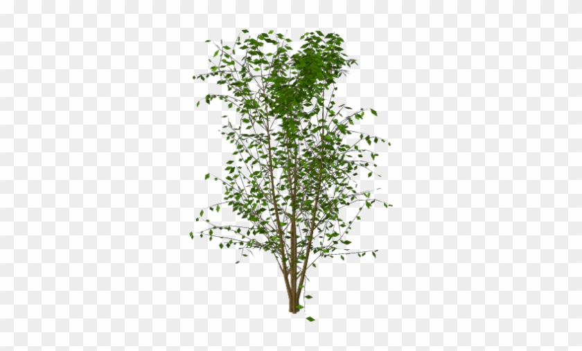 Plante Grimpante Détourée #626647