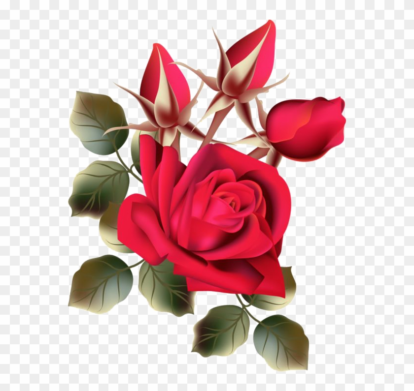 Beach Rose Flower Garden Roses - Beach Rose Flower Garden Roses #627616