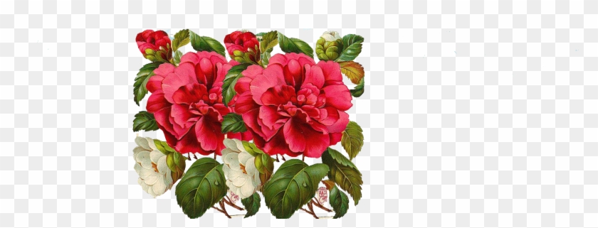 Garden Roses Flower Bouquet - Garden Roses Flower Bouquet #627912