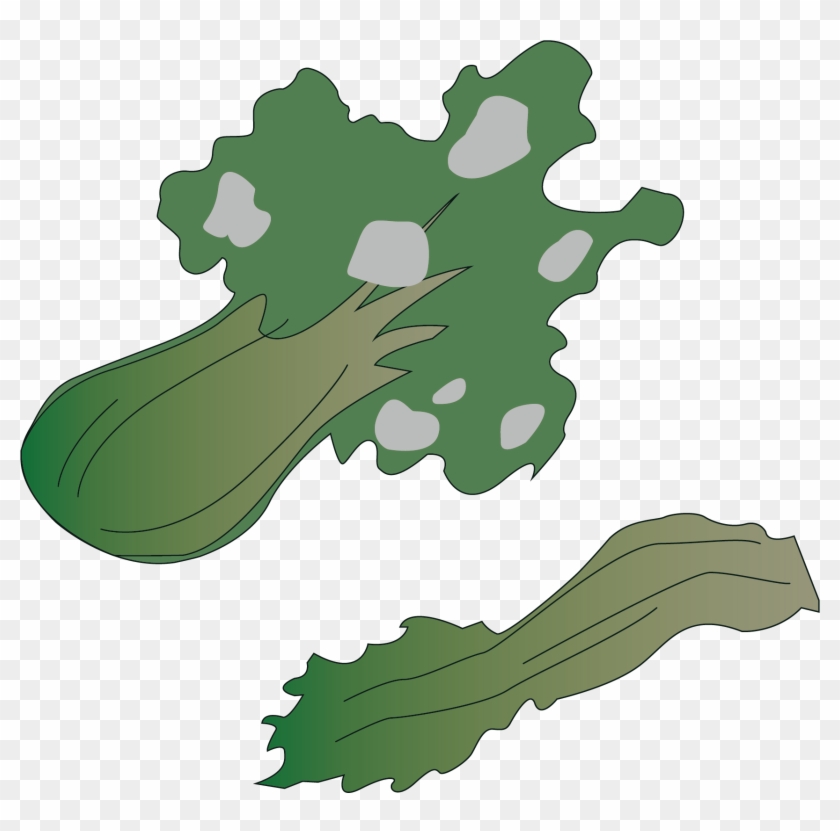 Cabbage Png Vector Material - Cabbage Png Vector Material #628481