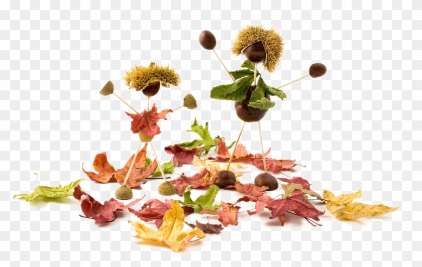 Conkers Acorn Stock - Conkers Acorn Stock #629136